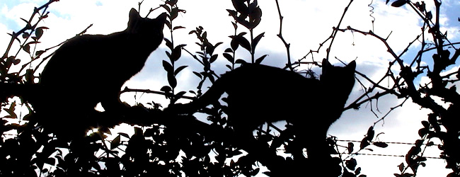 main